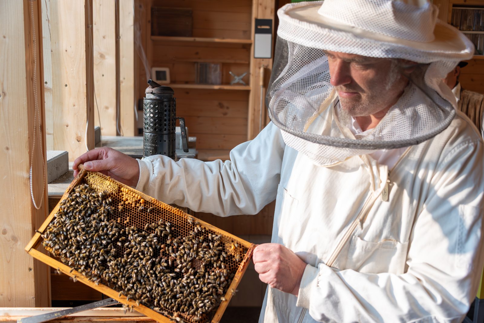 Was passiert im Bienenstock? – Ein Blick durch das Bienenjahr